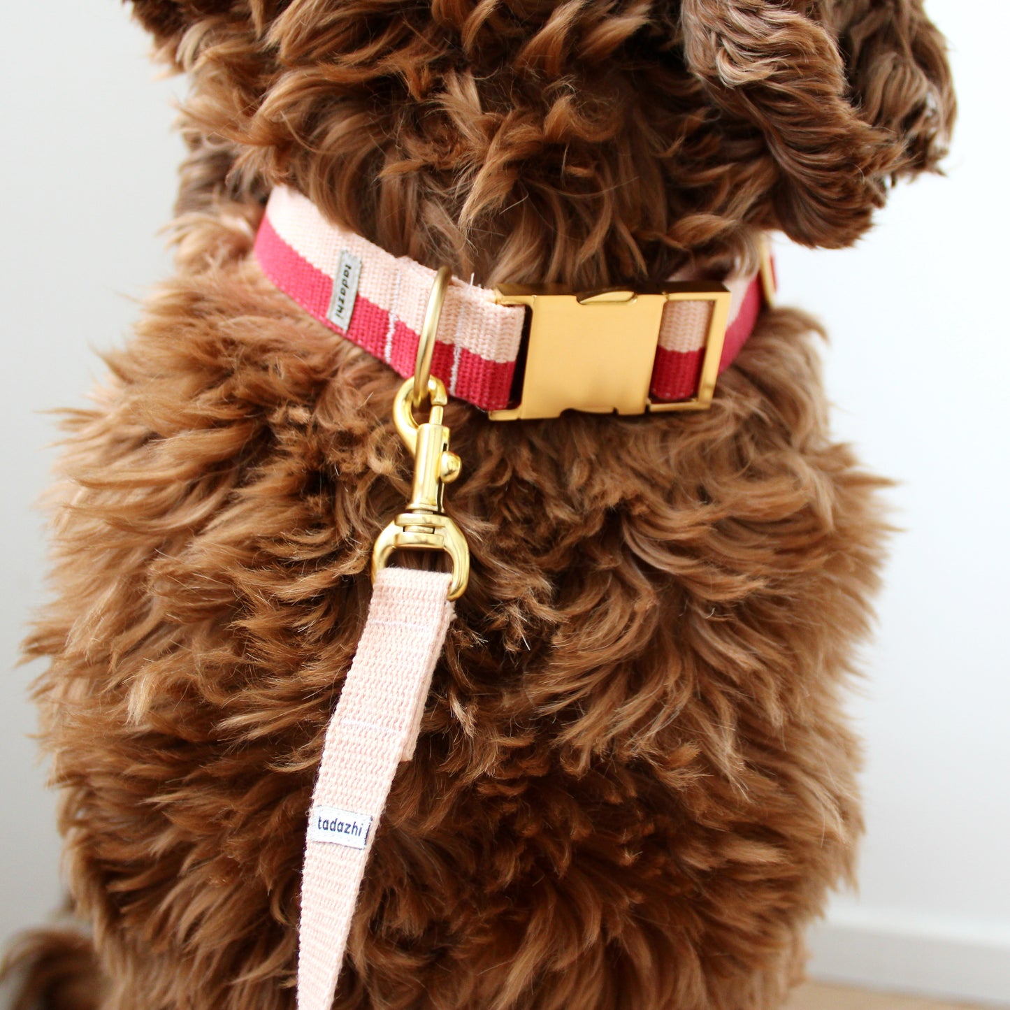 Collar - Red / Powder