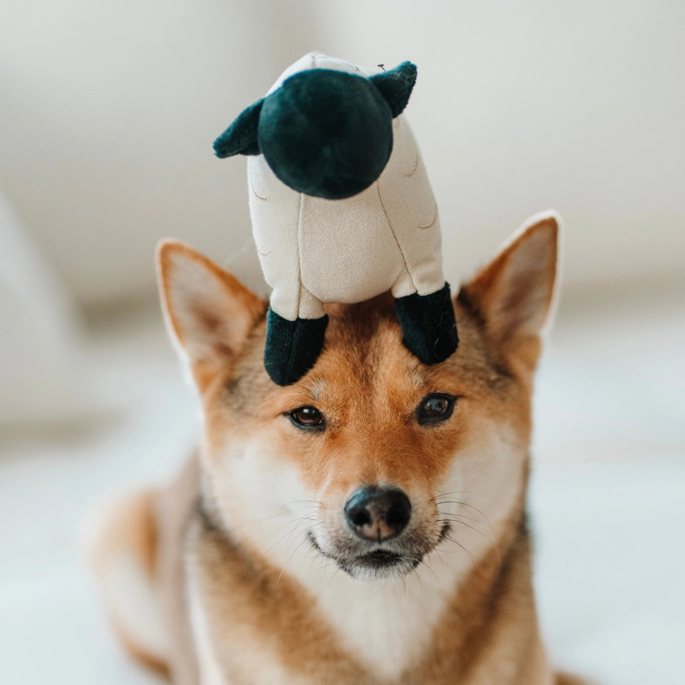 Dolly Plush Toy (+ Squeaker)