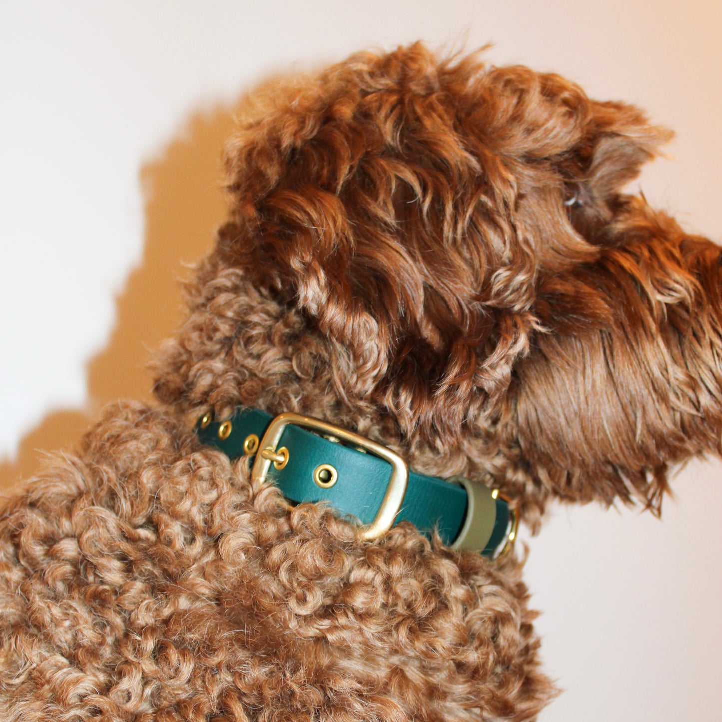 Collar - Forest Green / Khaki