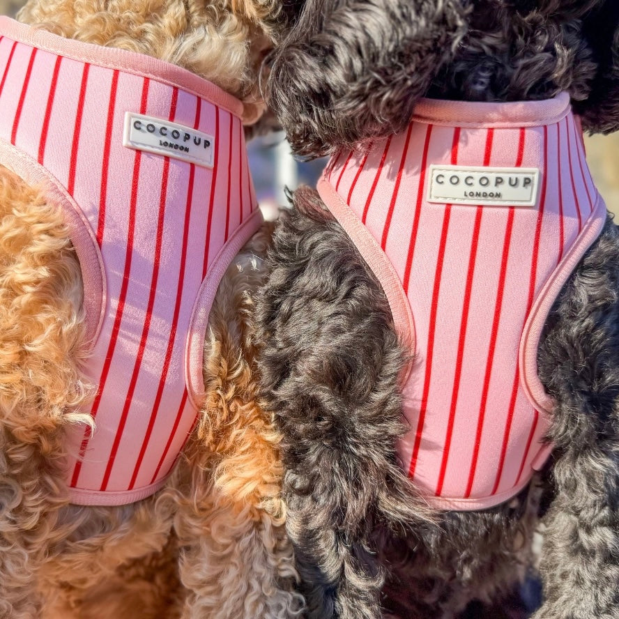 Adjustable Harness - Candy Stripe