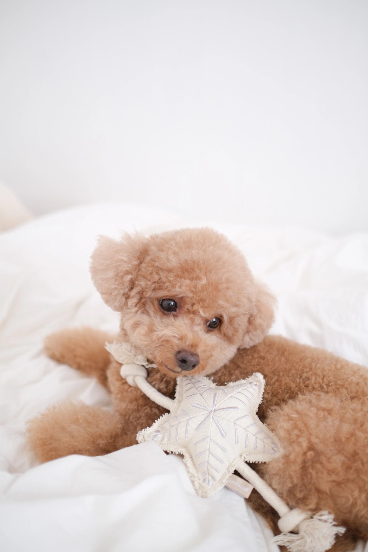 Holiday Star Rope Toy