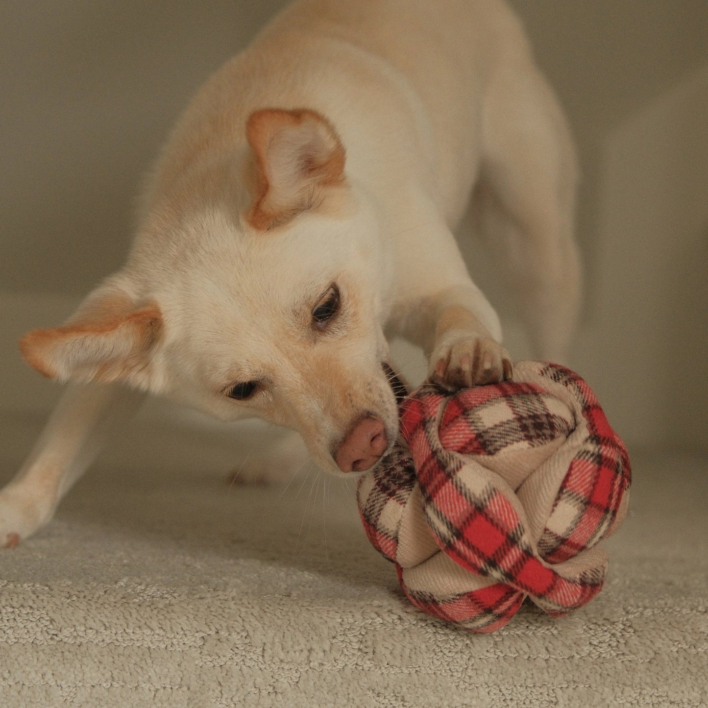 Monti Enrichment Toy - Xmas Edition (Silent version)