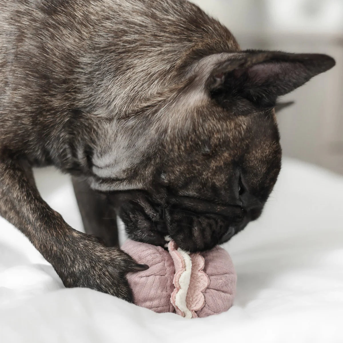 Petite Two Enrichment Toy