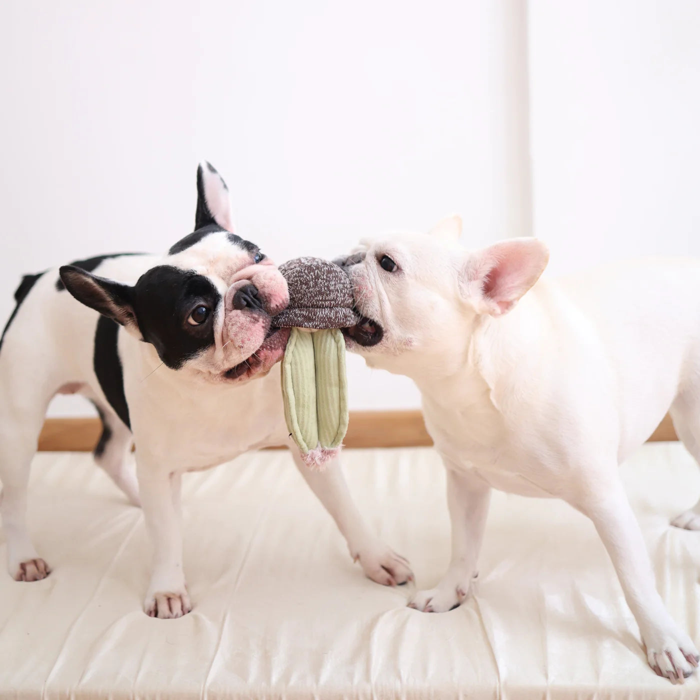 Cactus Enrichment Toy