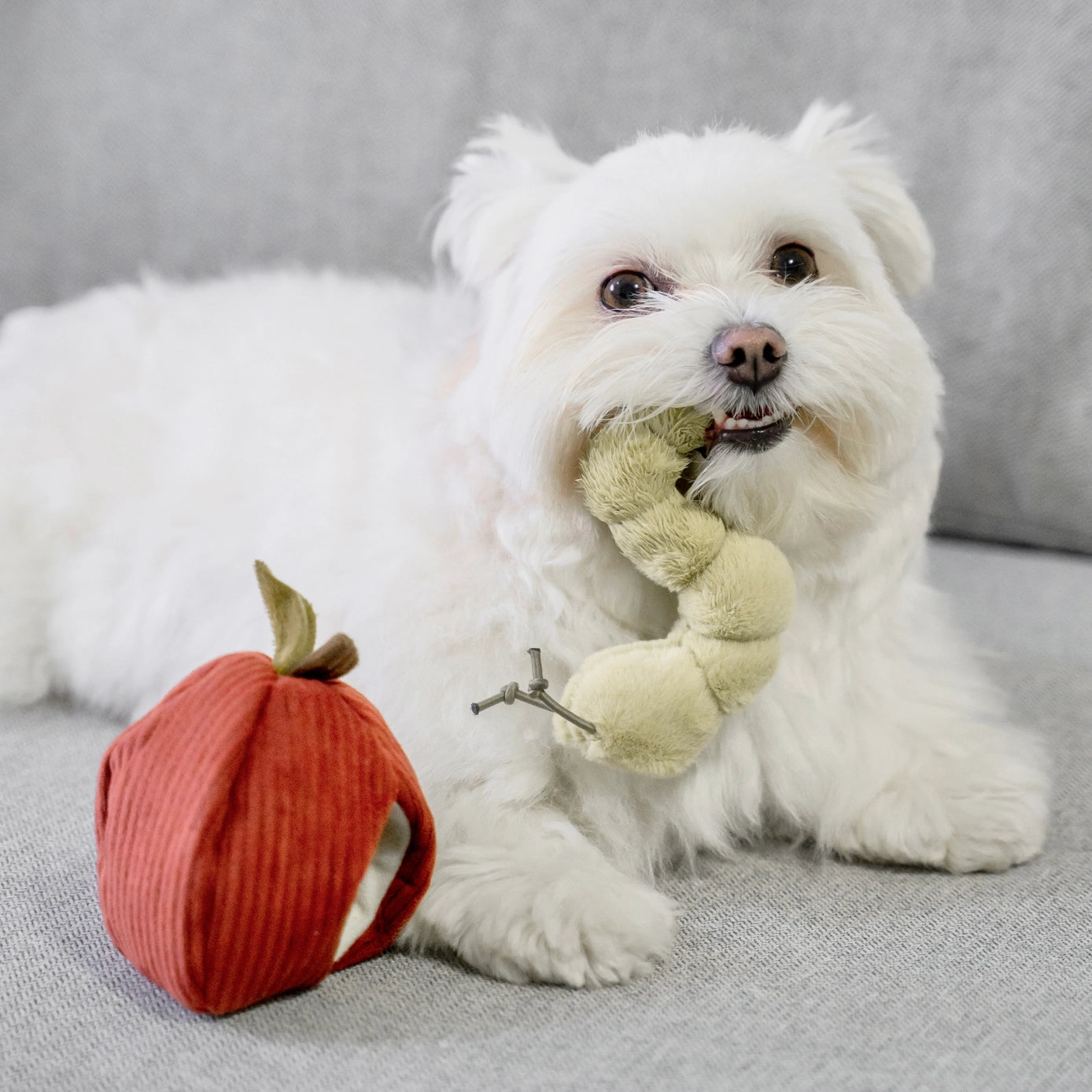 Apple Enrichment Toy