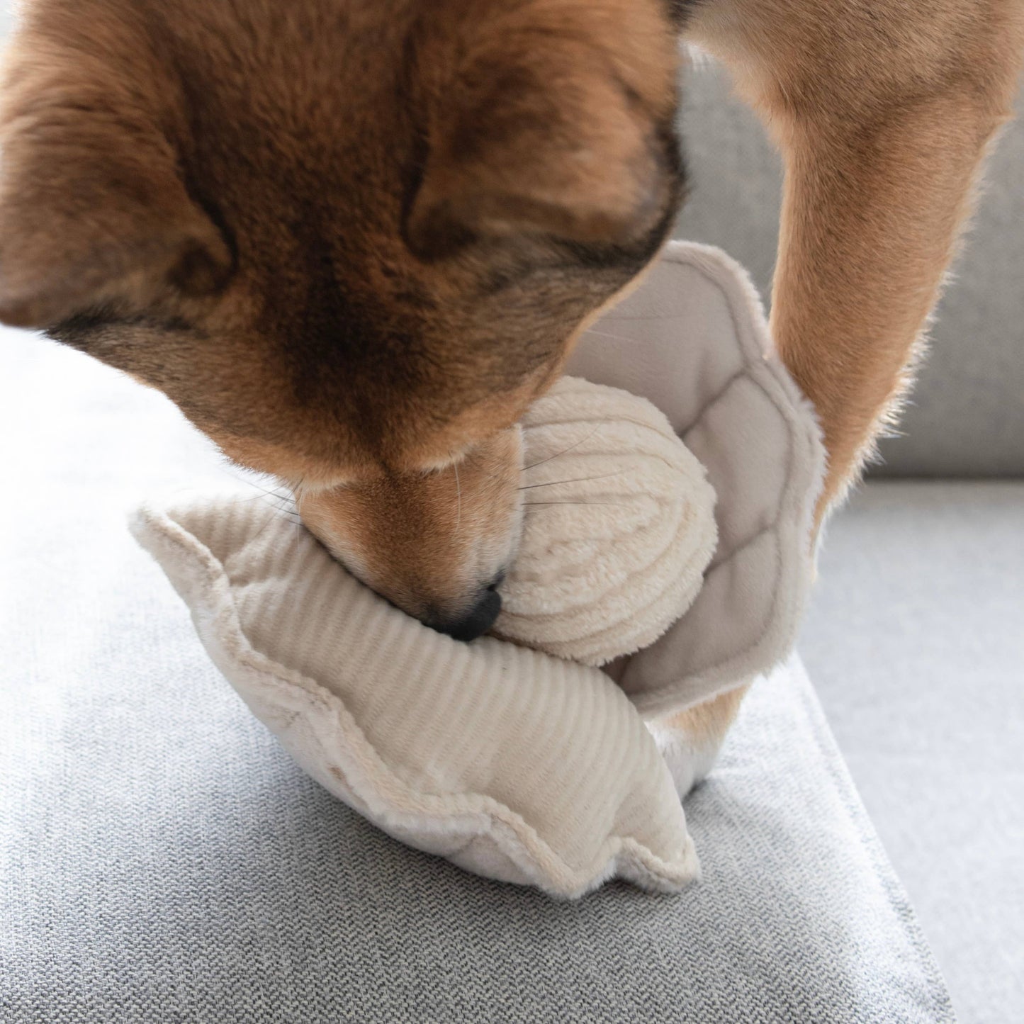 Oyster Pop Enrichment Toy