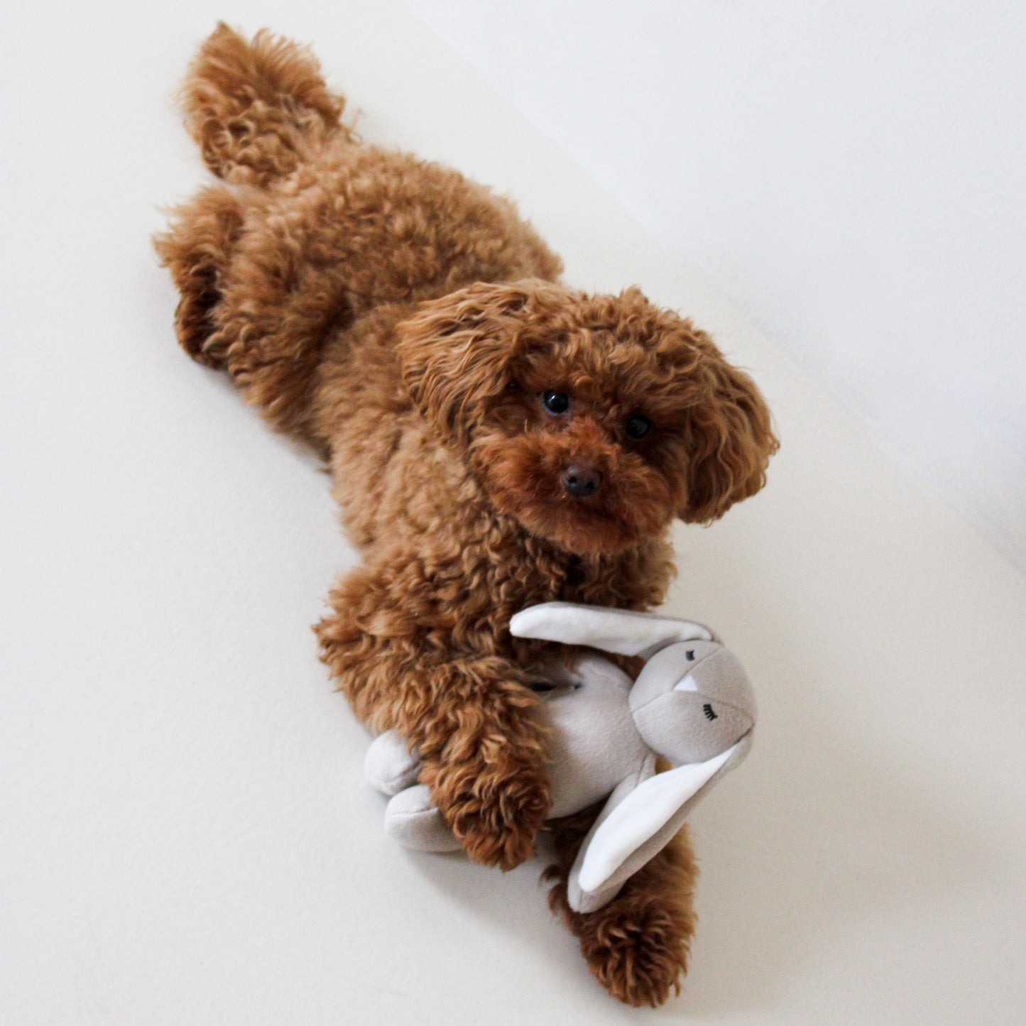 Bonnie Bunny