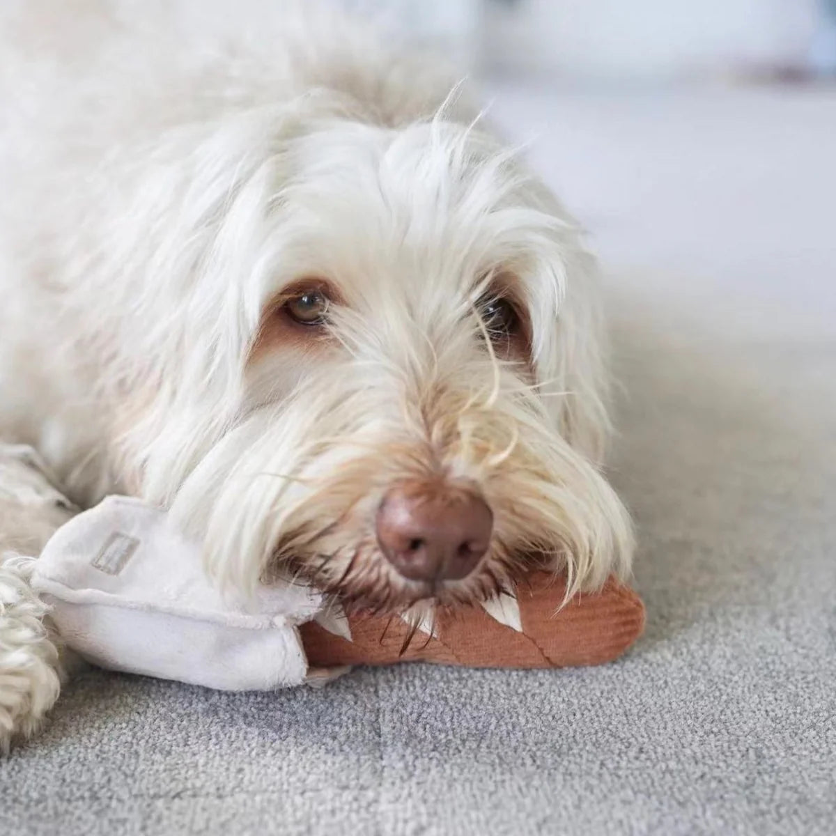 Mini Baguette Enrichment Toy