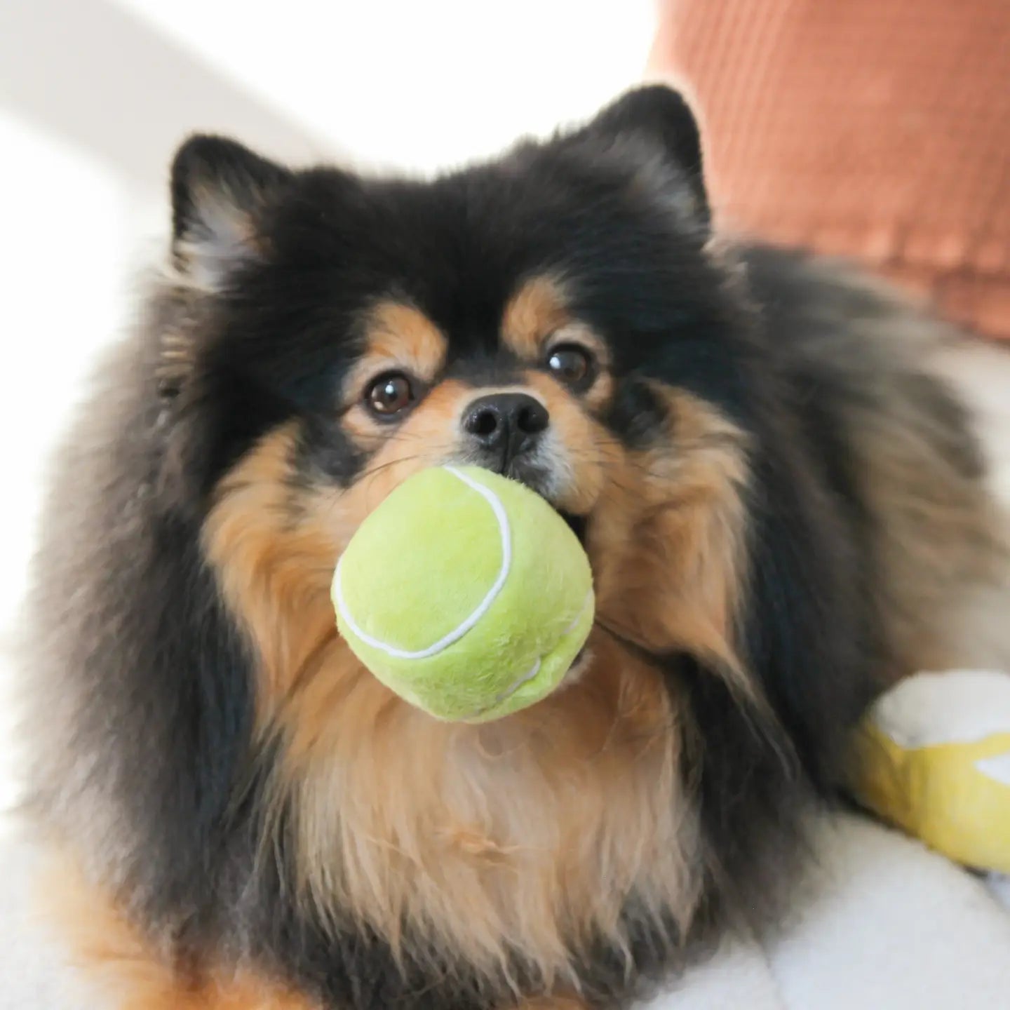 Tennis Pop Enrichment Toy