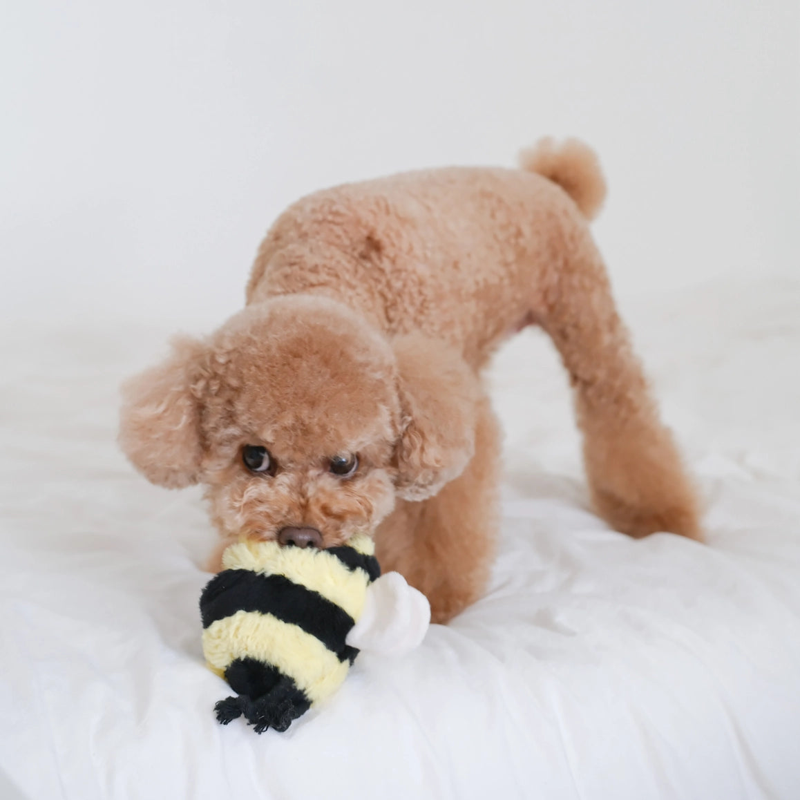 Bee Pop Enrichment Toy