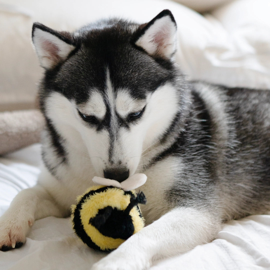 Bee Pop Enrichment Toy