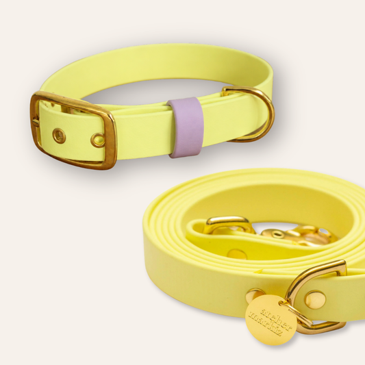 Collar & Leash - Pastel Yellow / Lavender