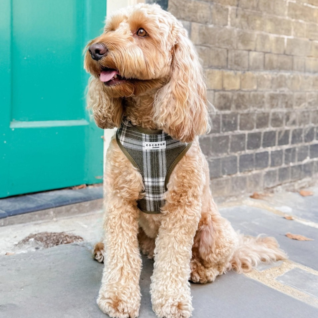 Adjustable Harness - Olive Plaid
