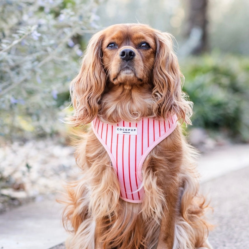 Adjustable Harness - Candy Stripe