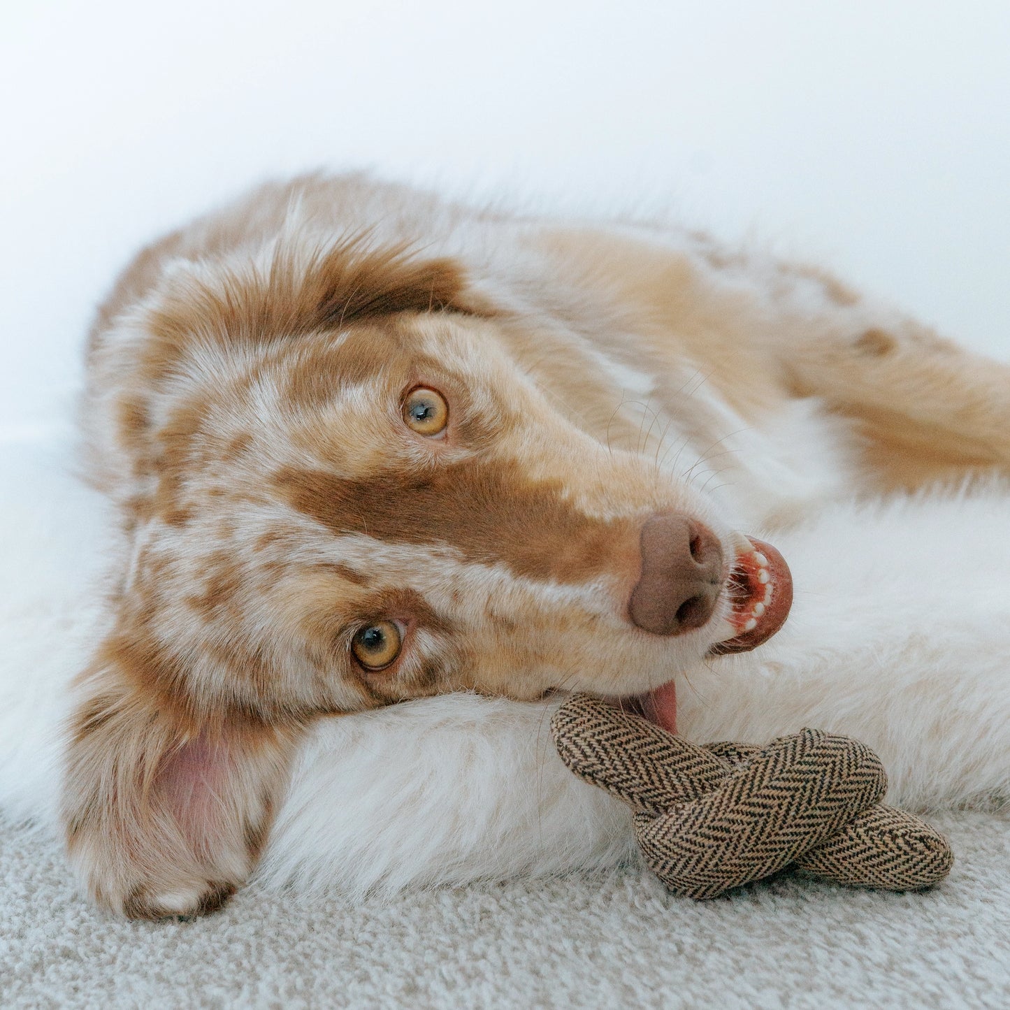 Birthday Cake Burrow Toy