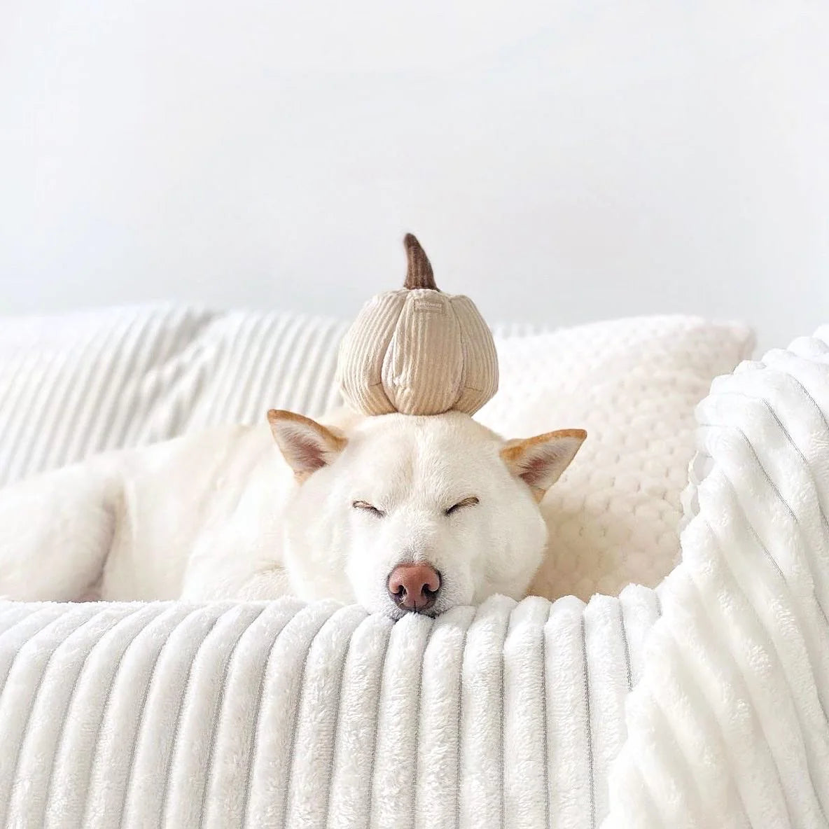 Boo Pumpkin Enrichment Toy