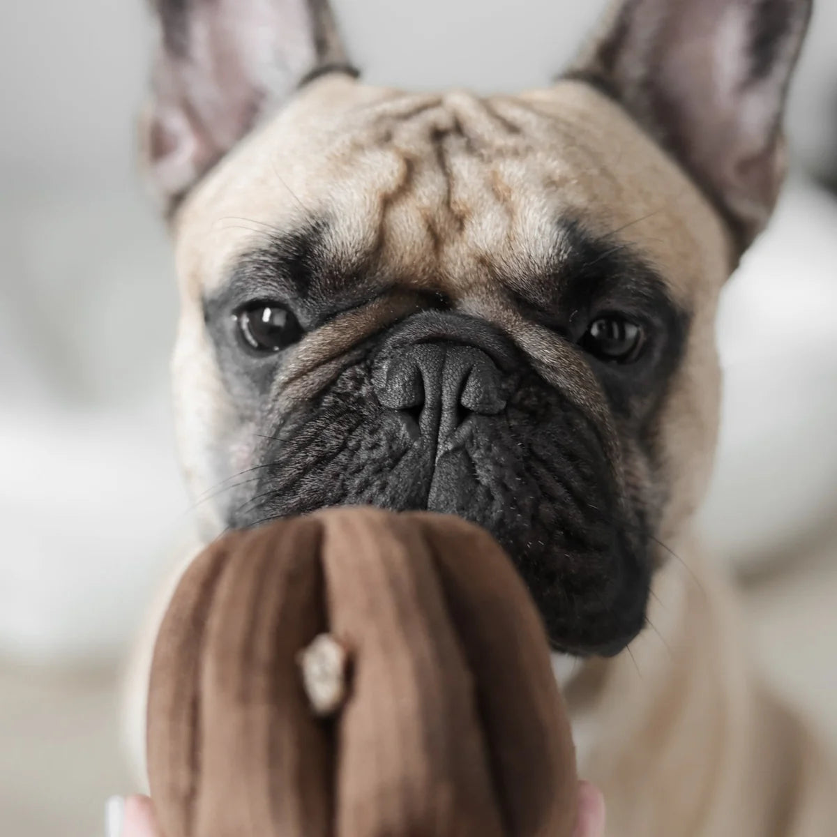 Canele Enrichment Toy