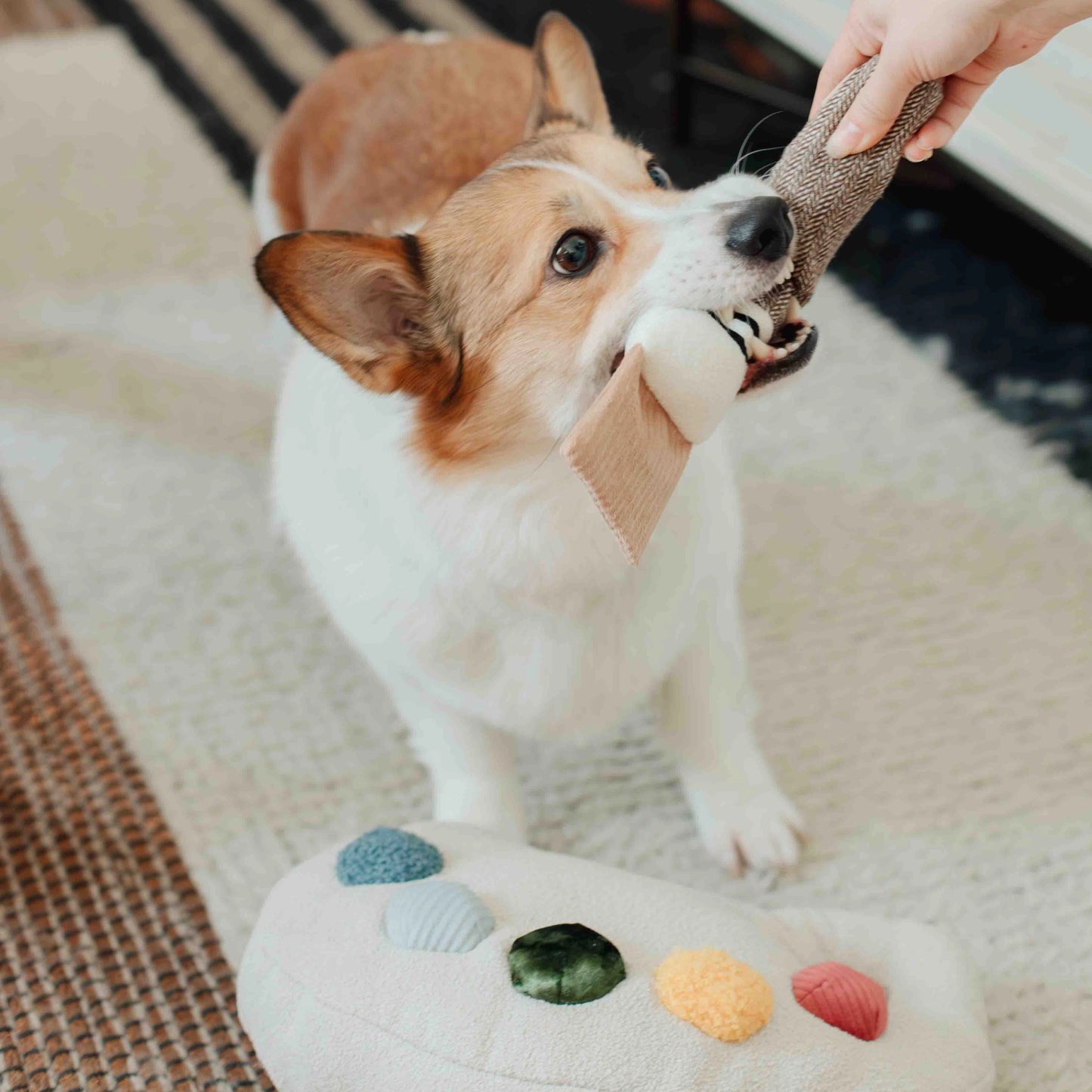 Color Palette Set Enrichment Toy
