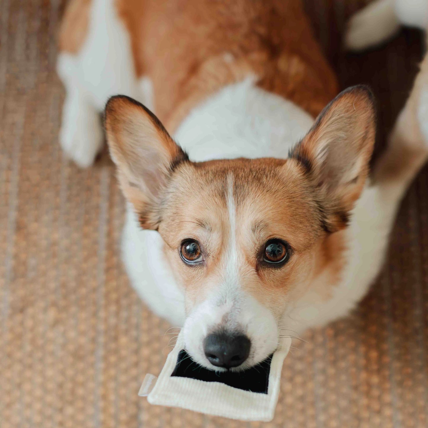 Instant Camera Enrichment Toy