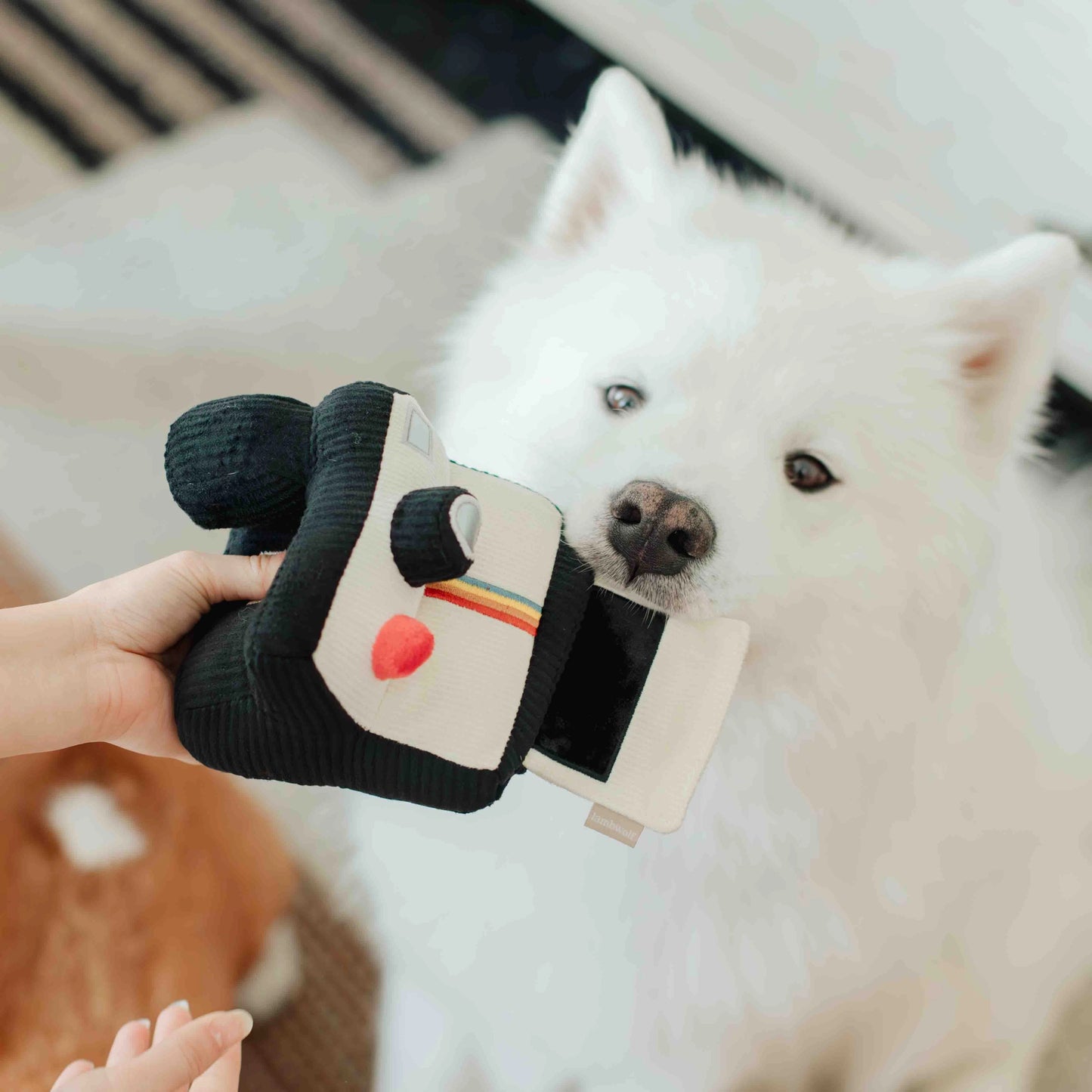Instant Camera Enrichment Toy