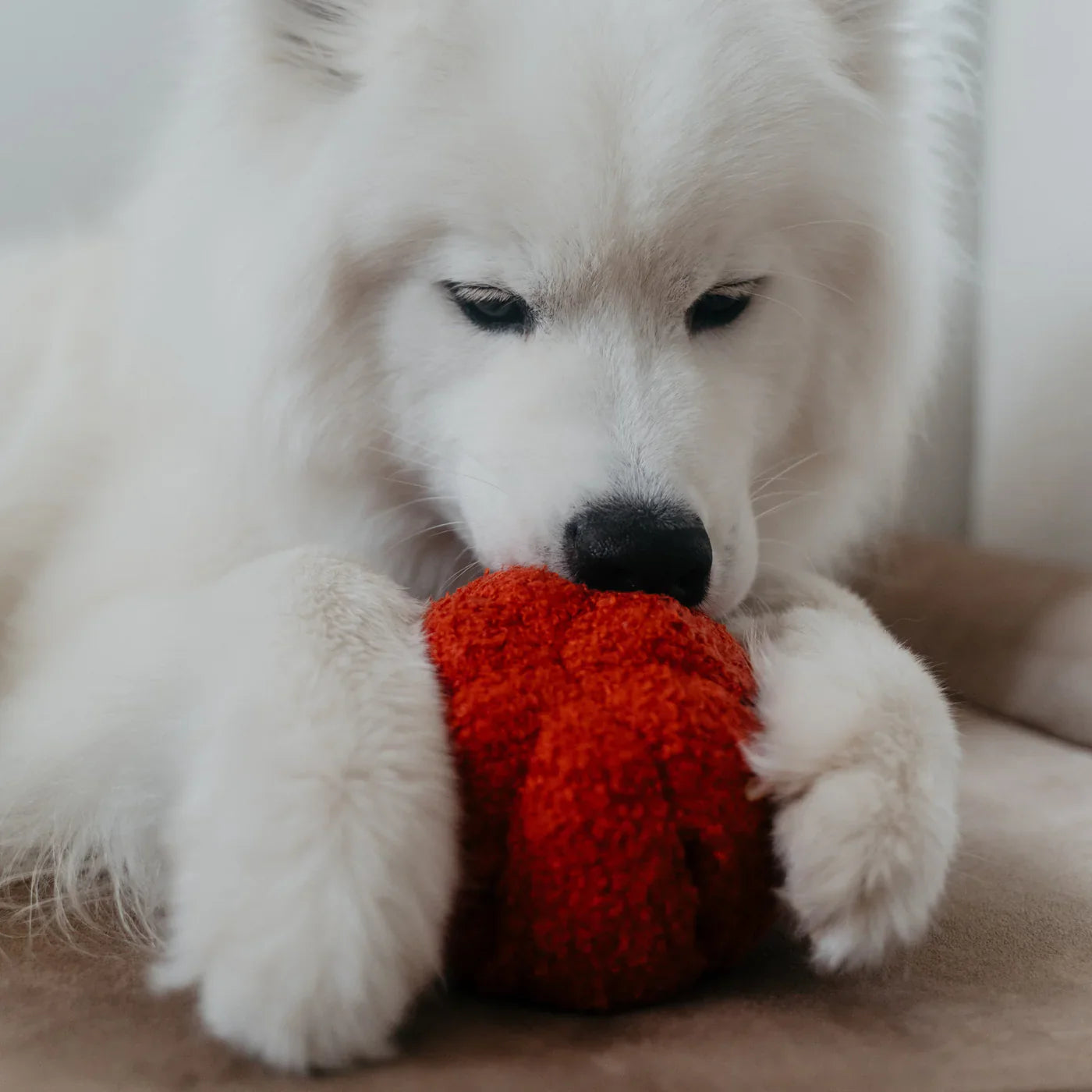 Pepper Enrichment Toy