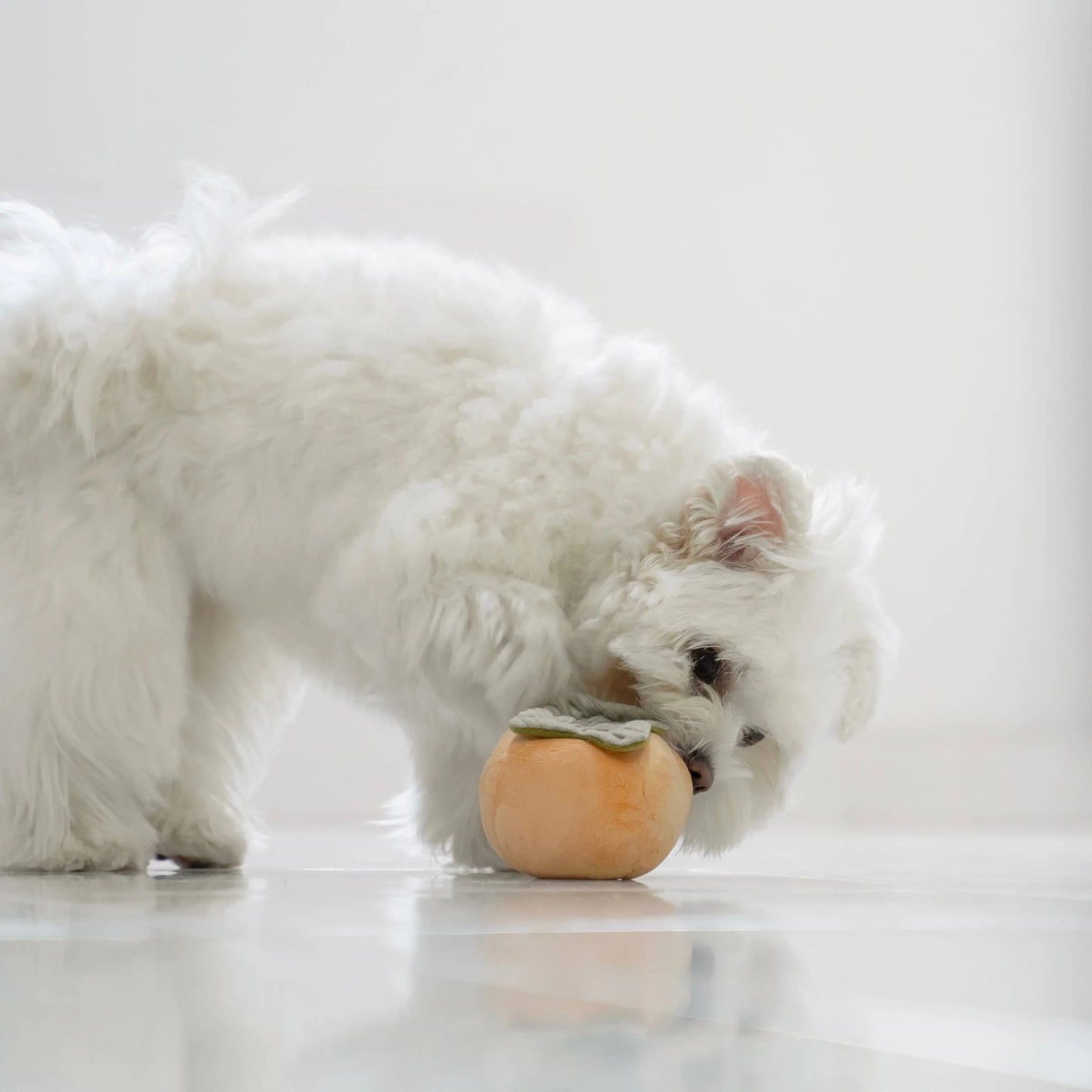 Persimmon Enrichment Toy