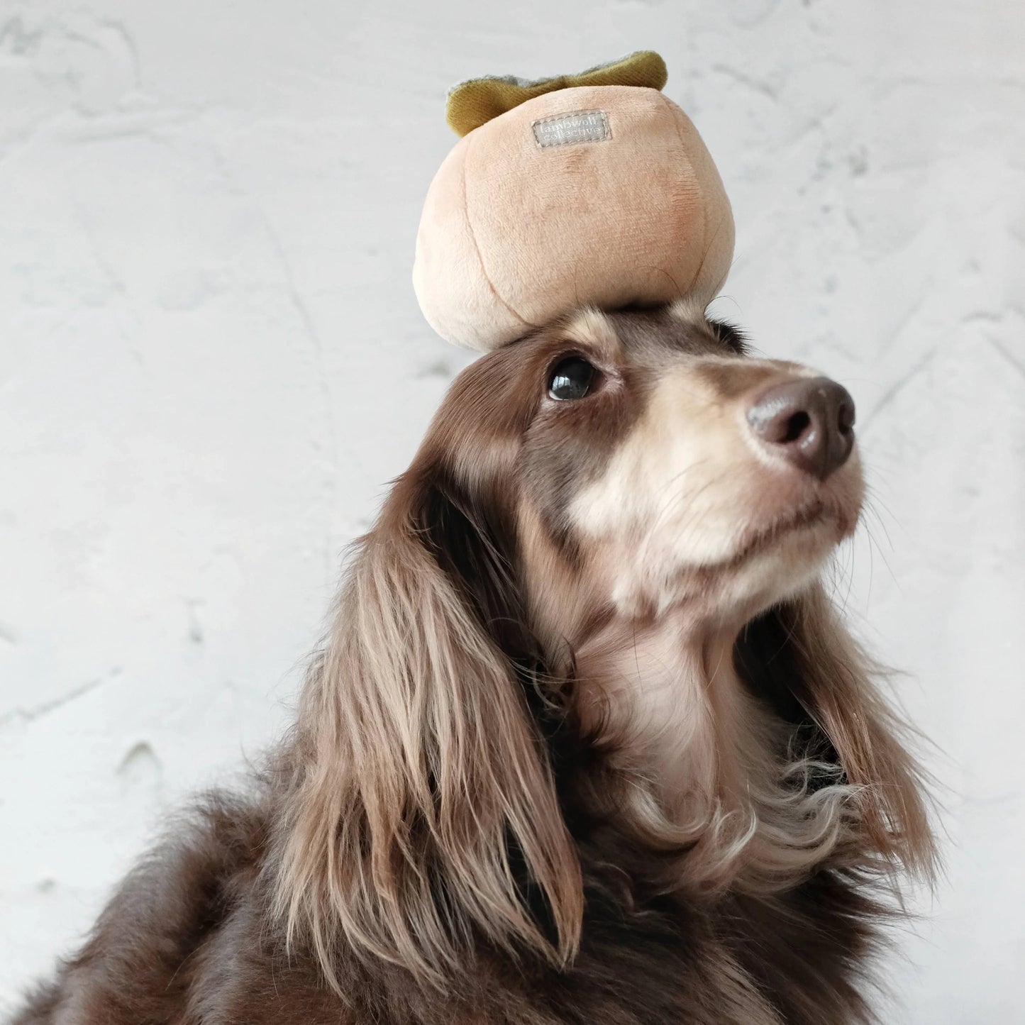 Persimmon Enrichment Toy
