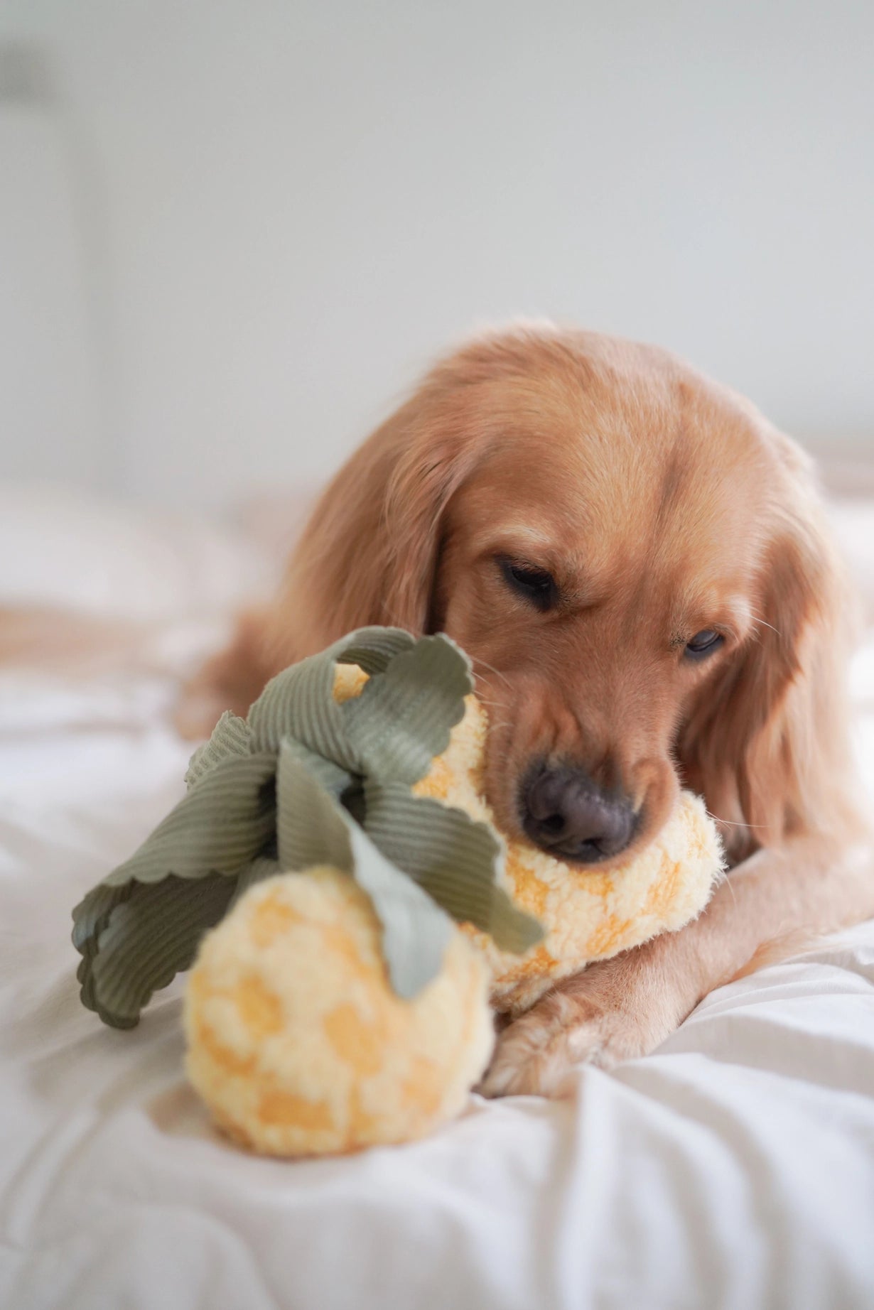 Pineapple Enrichment Toy