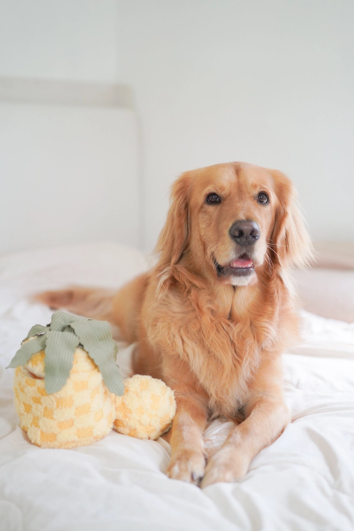 Pineapple Enrichment Toy