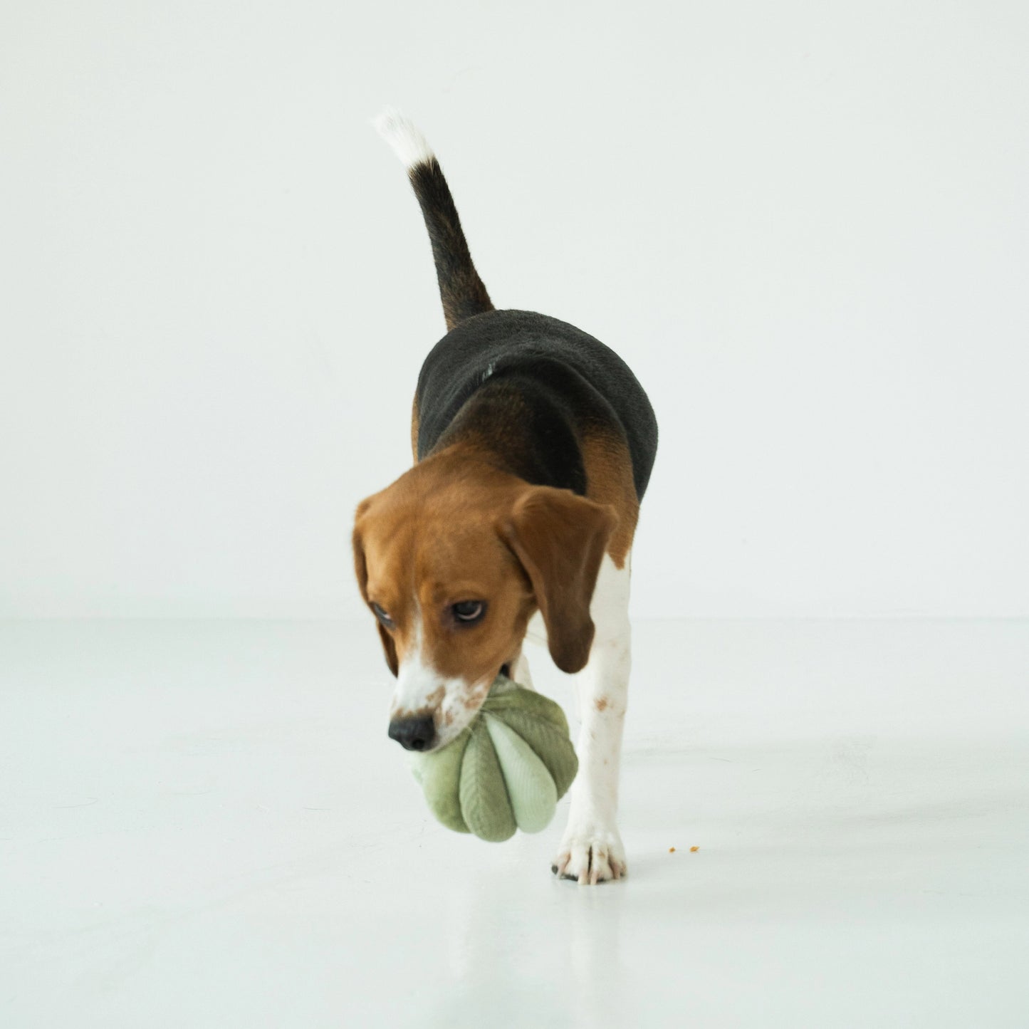 Toto Snuffle Ball - Green