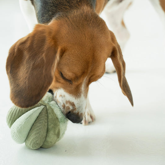 Toto Snuffle Ball - Green