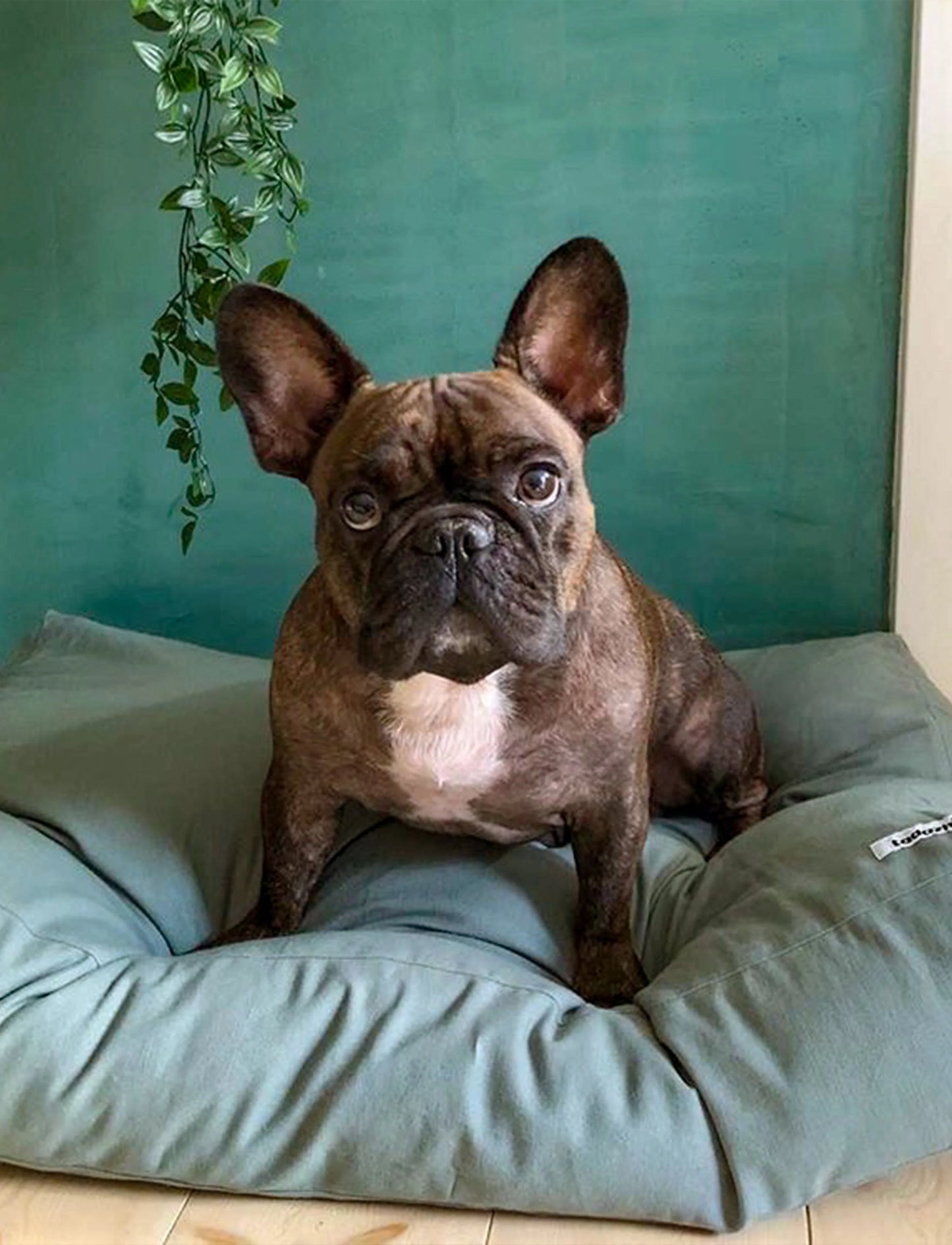 Cushion - Tobine Green